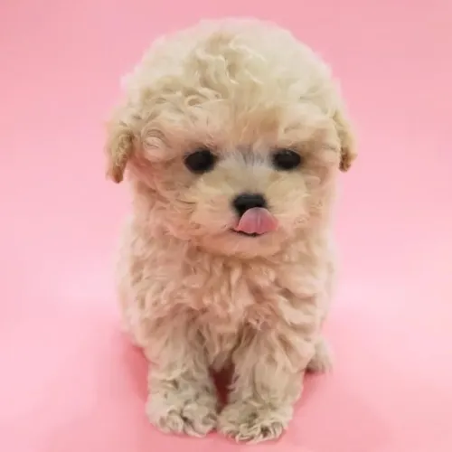 Poodle Tranquilos 