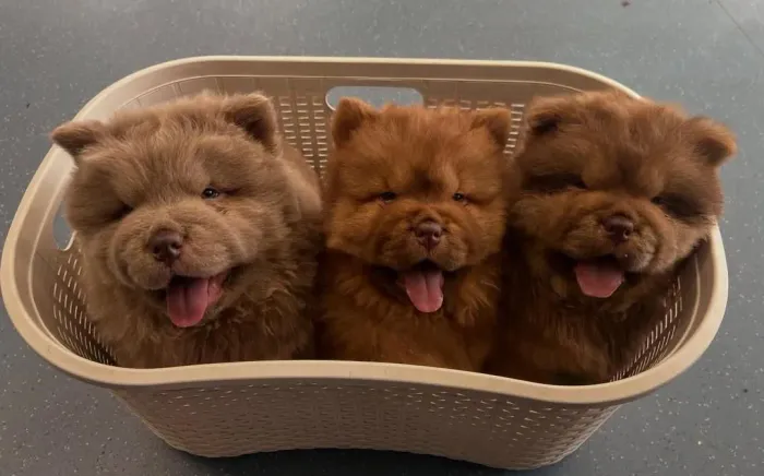 Filhote Chow-chow, Nada como um olhar doce e um rabinho abanando para alegrar seu dia!