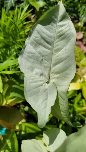 Syngonium Branco, Folhagens, Mudas ornamentais, Syngonium raro Branco