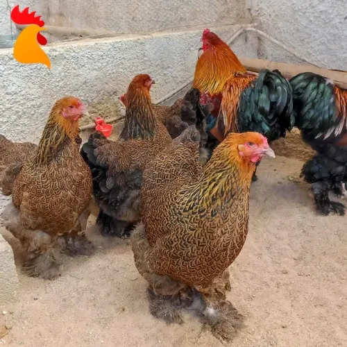 Ovos Galados Brahma Perdiz (dúzia)