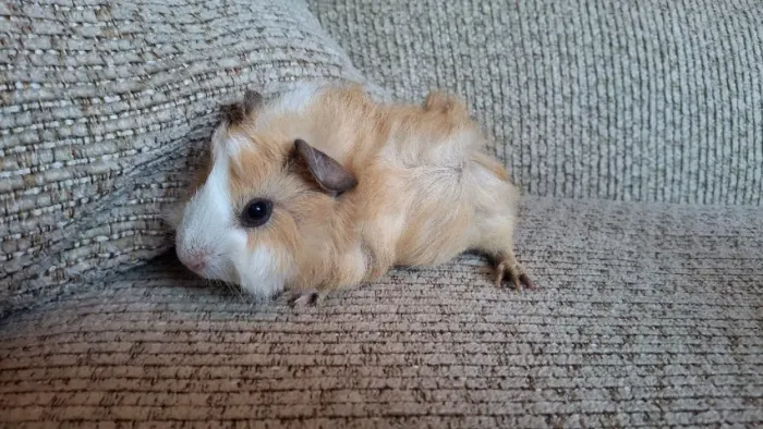 Porquinho da Índia MACHO