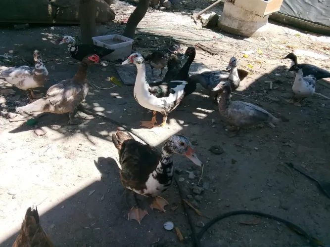 Vende-se patos