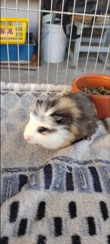 Porquinho da índia 