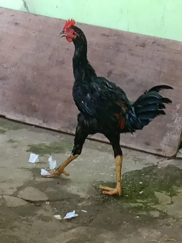 Troca-se um frango índio gigante