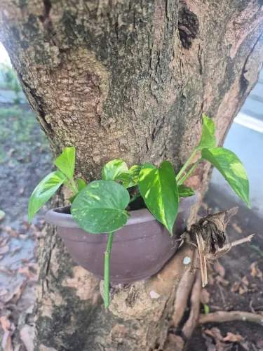 Plantas