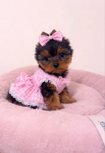 Fêmea yorkshire terrier 