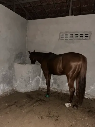 Vendo cavalo de vaquejada