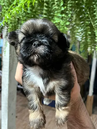 Shih tzu Filhote