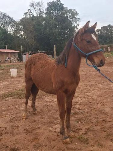 Potra quarto de milha bem linda
