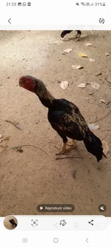Vendo
