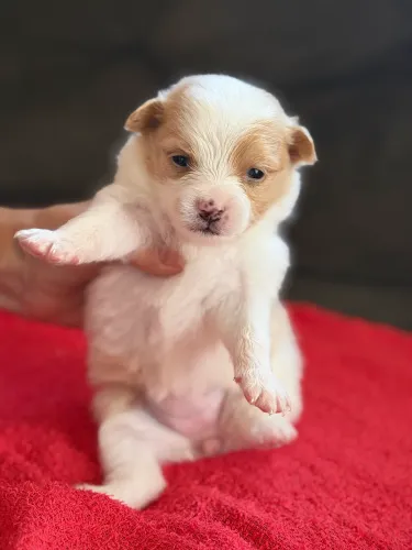 Spitz Alemão