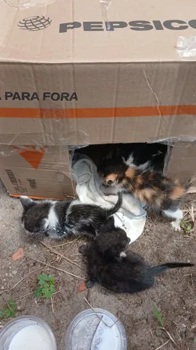 Gatos filhotes para adoção