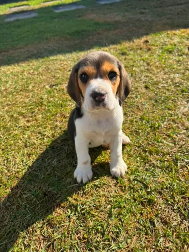 Beagle Macho