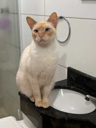 Gato macho, castrado para adoção responsável