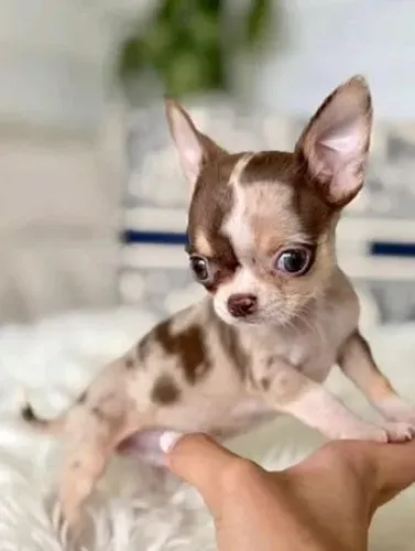Chihuahua O Chihuahua recebeu atenção dos visitantes e permaneceu animado.