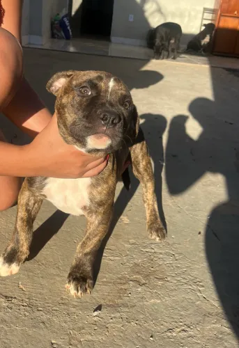 Pitbull