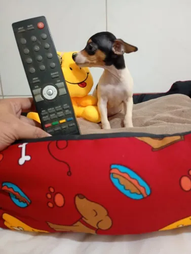 Linda pinscher fêmea zero pai e mãe zero