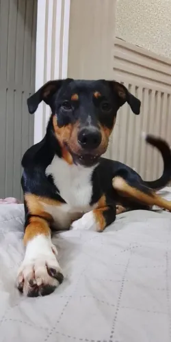 Cachorro p/ adoção