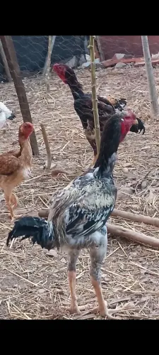 Galo índio gigante em montes Claros 250