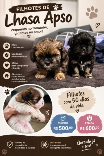 Lhasa Apso - Filhotes disponíveis para venda