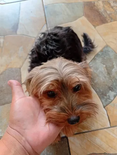 Cachorra 