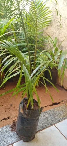 Palmeira Fenix