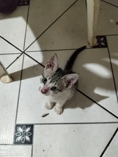 Doação de gatinhos