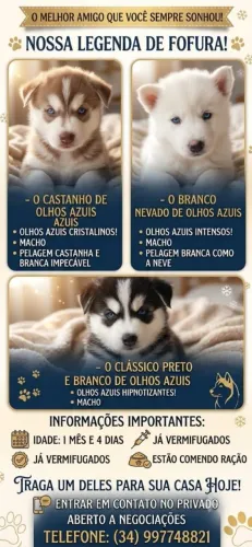 VENDE-SE FILHOTE HUSKY SIBERIANO