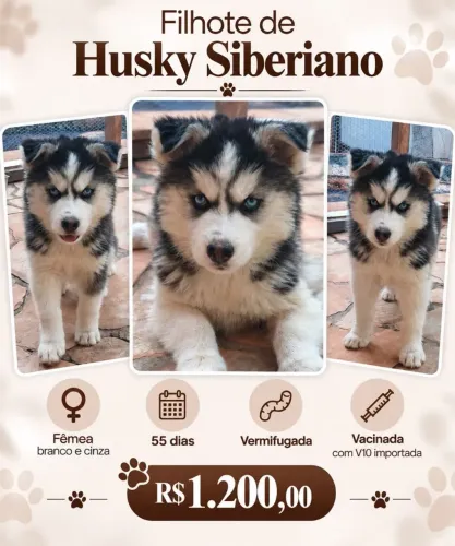 Filhotes de husky siberiano