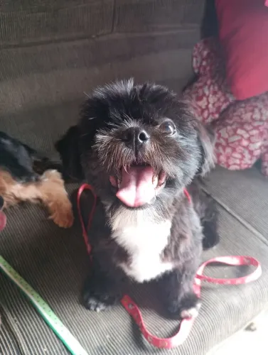 Cachorro da raça Shitzu 