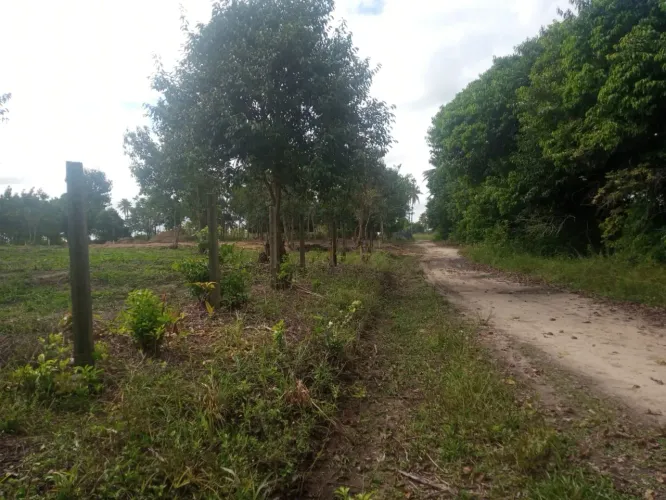 Terrenos para sitio, proximo a estrada de mangue seco / parcelados