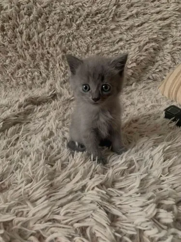 Nebelung 