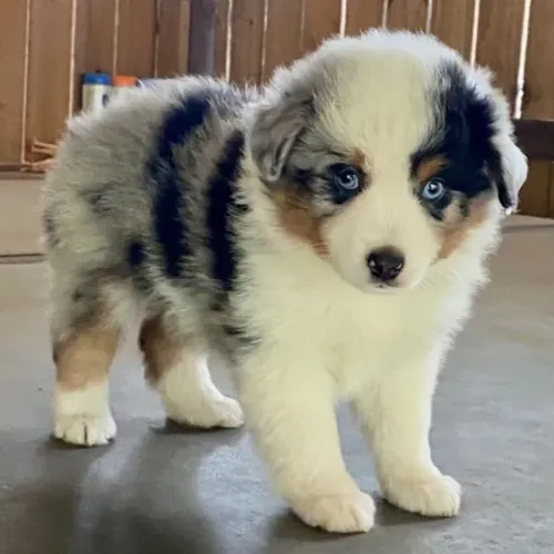 Border Collie filhote,o amor mais inteligente para o dia dos namorados