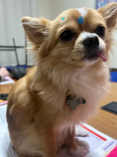 CHIHUAHUA MACHO PARA CRUZA COM PEDIGREE
