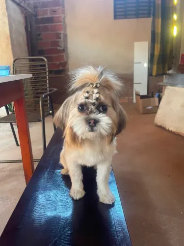 Doação de uma shih tzu
