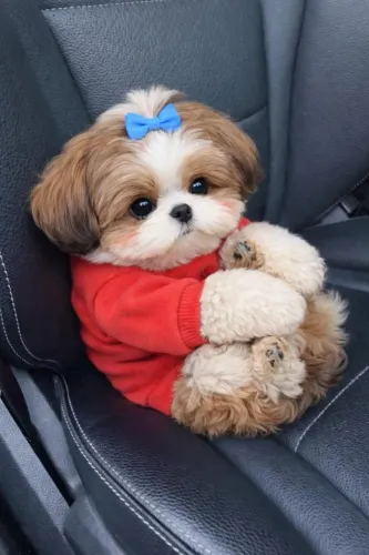 Filhotes De ShihTzu - Seu Novo Companheiro De Aventura Está Pronto