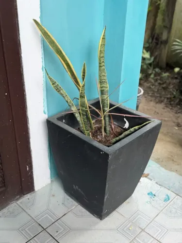 Vaso de planta