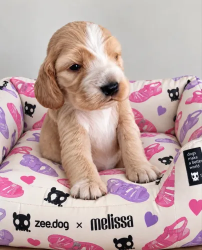 Filhotes Femeas Cocker Spaniel Ingles