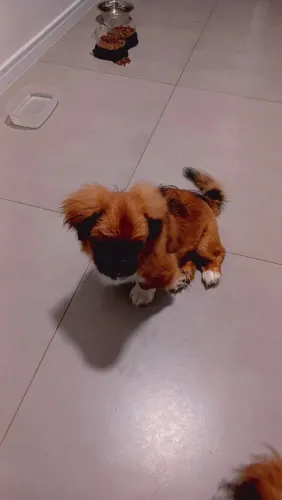 Vendo Pequines Macho