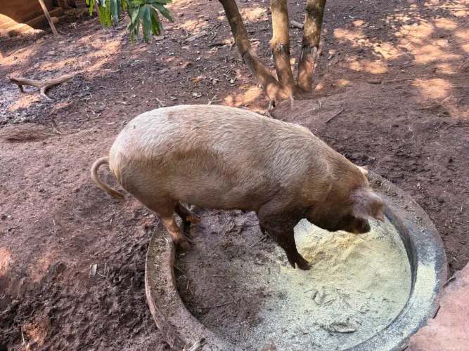 Vendo porca criadeira e leitões