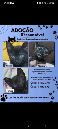 Gatinhos para doação 