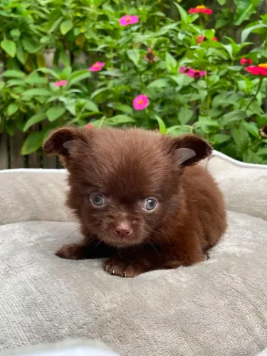 Macho chihuahua