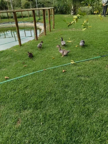 Vendo patinhos novos