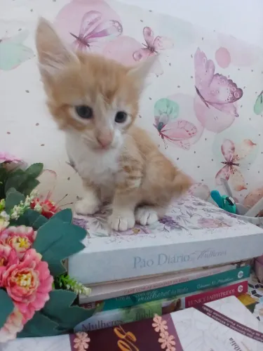 Doação lindos filhotes de gatinhos