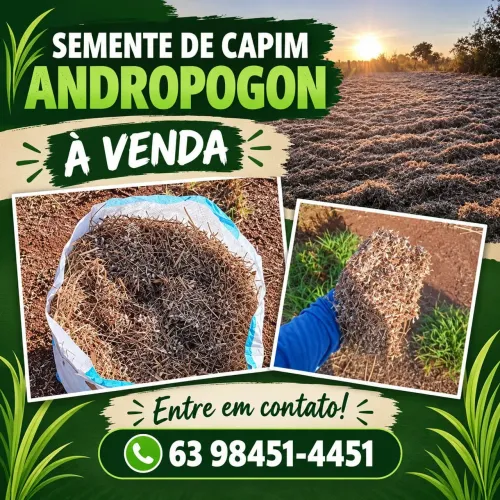 Semente de capim andropogon 