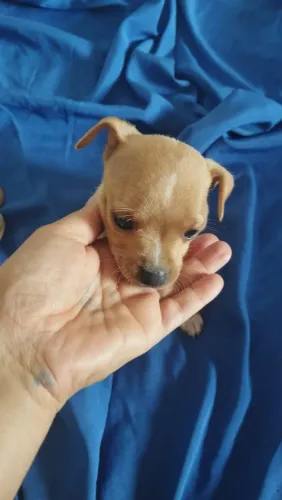 Doação de cachorros , mistura de Pincher com American bully. *