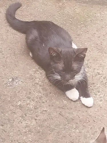 Doação de gatos
