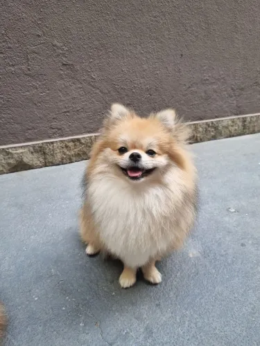 Spitz alemão - Lulu - Macho com pedigree - 11 meses com todas as vacinas