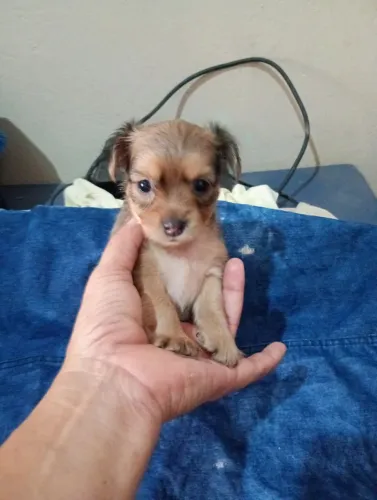 Cachorro pinscher 700,00