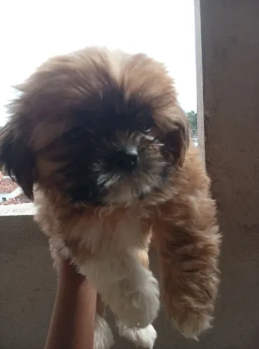 Mini Shit-zhu ?